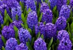 The exquisite aroma of the most sophisticated flower used in perfumes: hyacinths
