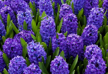 The exquisite aroma of the most sophisticated flower used in perfumes: hyacinths