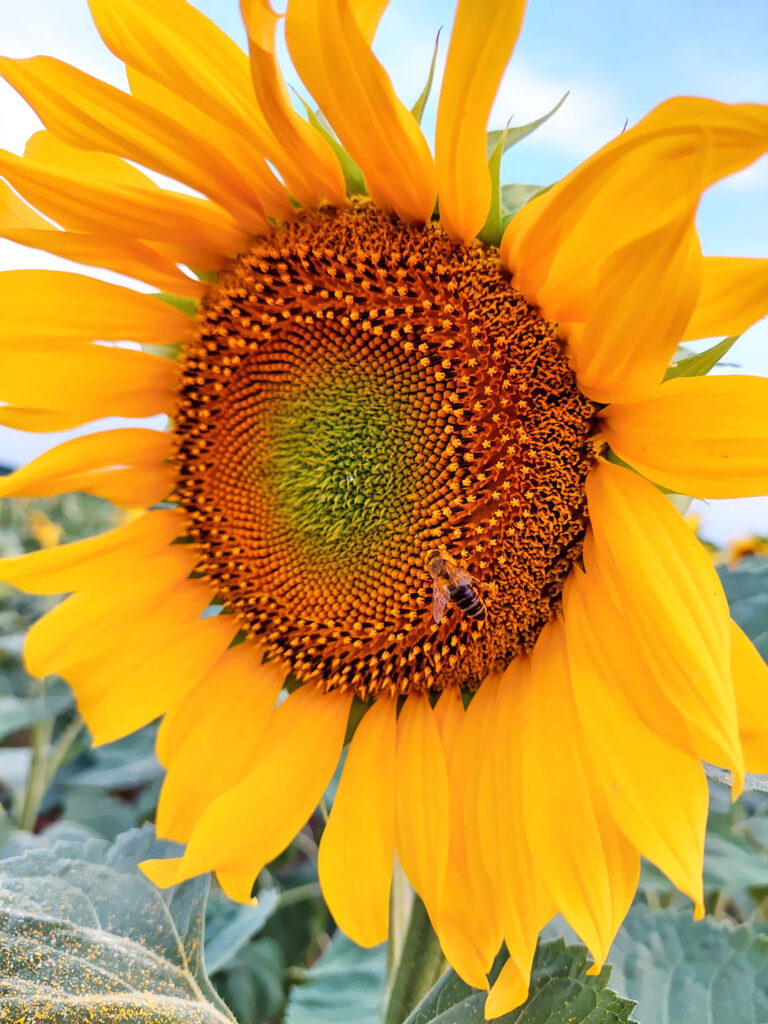 World Bee Day, Photo Of Joy Style Trends Media